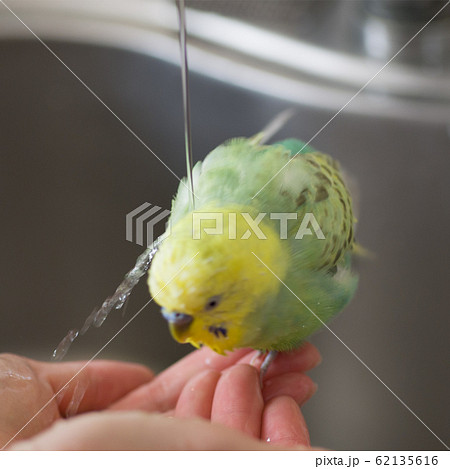 手の中で水浴びするセキセイインコの写真素材