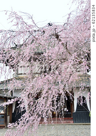典厩寺境内の閻魔堂と枝垂桜 典厩寺境内の閻魔堂と枝垂桜 62135834