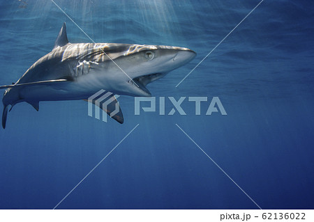 サメ 鮫 の画像素材 ピクスタ