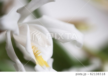Flowers of Coelogyne cristata orchid Flowers of Coelogyne cristata orchid 62136518