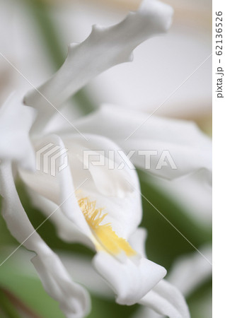 Flowers of Coelogyne cristata orchid Flowers of Coelogyne cristata orchid 62136526