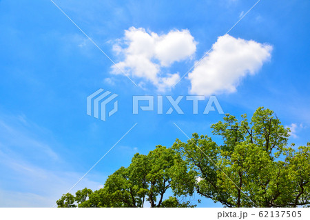 大木 青空 大木 青空 62137505