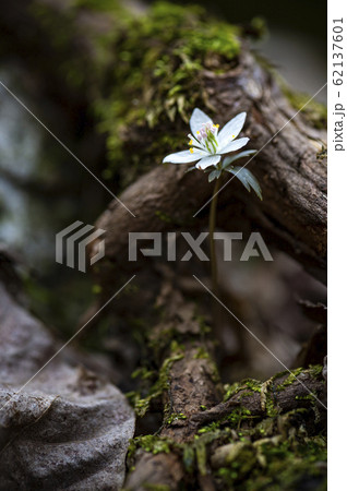 葉 緑 花の茎 62137601