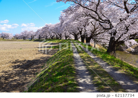 桜景 藤田川 河畔 桜景 藤田川 河畔 62137734