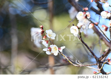 白梅 白梅 62138242