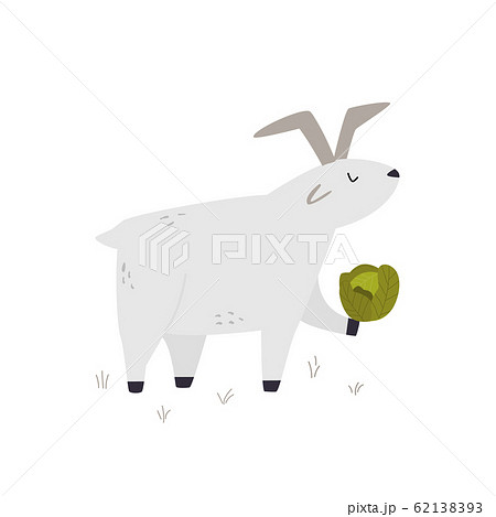 One happy funny goat with a cabbage 62138393