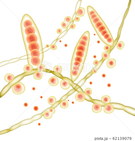 白癬菌のイラスト素材