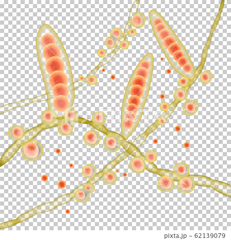 Trichophyton Trichophyton 62139079