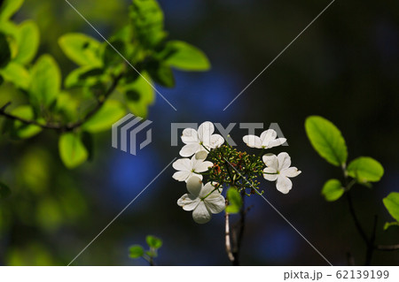 紫陽花 紫陽花 62139199