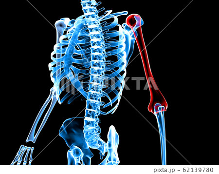3d rendered medically accurate illustration of a 62139780