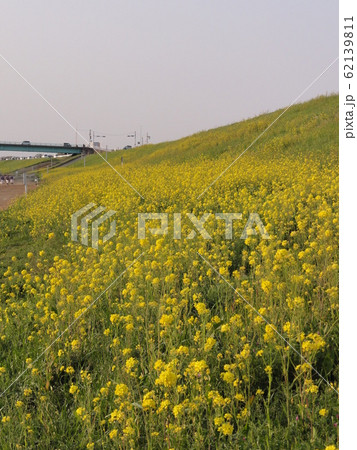 菜の花 62139811