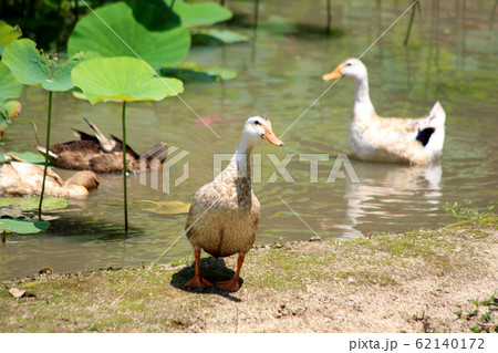 初夏の里山　蓮池でおよぐ合鴨の長閑な風景 62140172