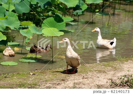 初夏の里山　蓮池でおよぐ合鴨の長閑な風景 62140173