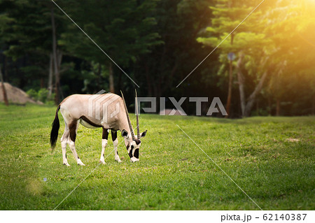 Gemsbok ( Oryx gazella) eating something on green grass  in open zoo 62140387
