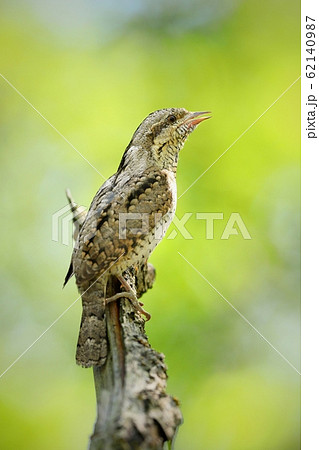 Eurasian wryneck, jynx torquilla, sitting in forest and singing with open beak Eurasian wryneck, jynx torquilla, sitting in forest and singing with open beak 62140987