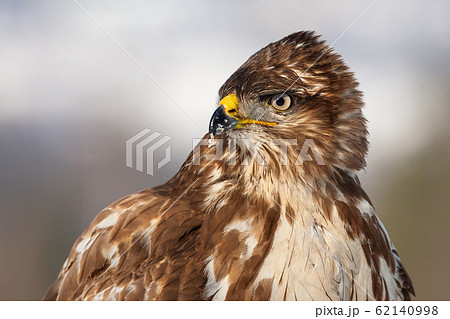 Horizontal close-up portrait of a wild common buzzard in winter Horizontal close-up portrait of a wild common buzzard in winter 62140998