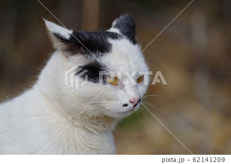 睨む猫 62141209