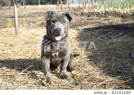 子犬 仔犬 小犬 こいぬ puppy 犬 戌 戌年 干支 十二支 レトリバー ラブラドール 子犬 仔犬 小犬 こいぬ puppy 犬 戌 戌年 干支 十二支 レトリバー ラブラドール 62141260