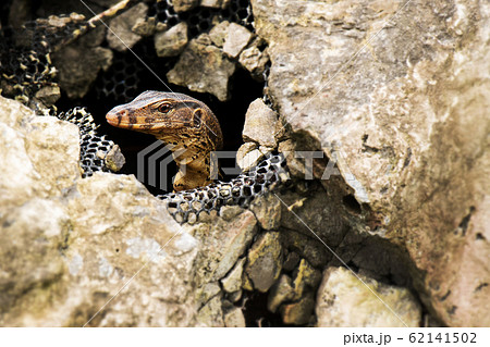 Water monitor lizard in the stone, Varanus salvator, Thailand, Asia 62141502