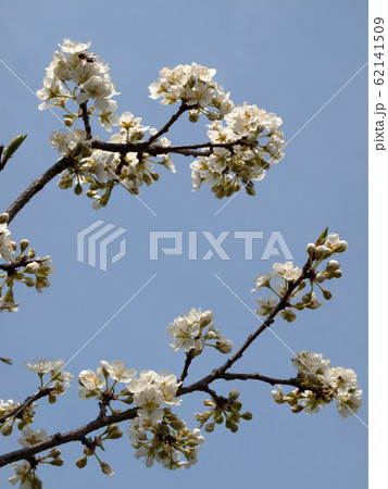 李の花　すもものはな （学名 Prunus salicina） 62141509