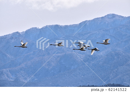 白鳥 白鳥 62141522