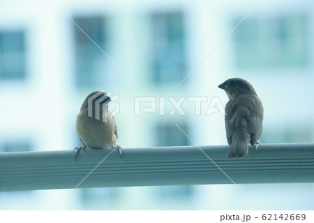 two birds in opposite side two birds in opposite side 62142669