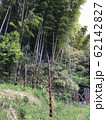 成長した筍 62142827