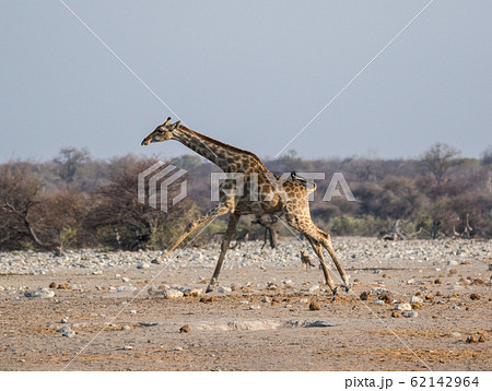 Frightened giraffe running away from predator over sandy plains of Etosha. Namibia. Africa 62142964
