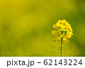菜の花 62143224