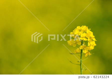 菜の花 菜の花 62143224
