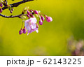 桜 62143225