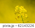 菜の花 62143226