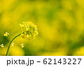 菜の花 62143227