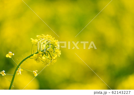 菜の花 菜の花 62143227