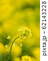 菜の花 62143228
