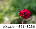 ガーベラ 62143230