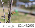 モズの早贄 62143255