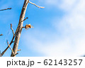 モズのはやにえ 62143257