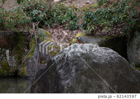 奈良公園のカワセミ(翡翠) 奈良公園のカワセミ(翡翠) 62143597