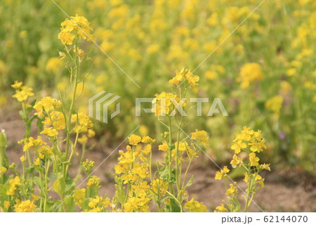 川越の菜の花 川越の菜の花 62144070