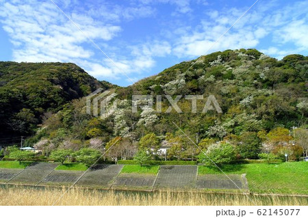 山桜 里山 青空 テクスチャ 山桜 里山 青空 テクスチャ 62145077