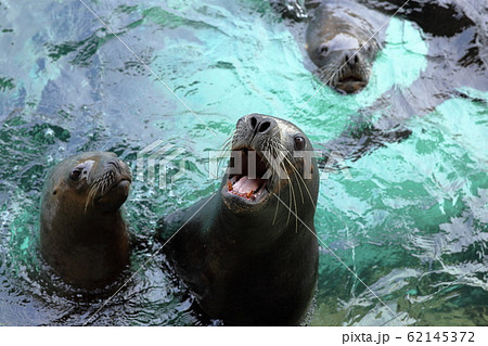 あざらし ゴマフアザラシ ゼニガタアザラシ 62145372