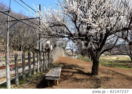 北山公園 梅の花と西武線線路 北山公園 梅の花と西武線線路 62147237