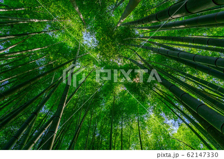 竹林　新緑 62147330