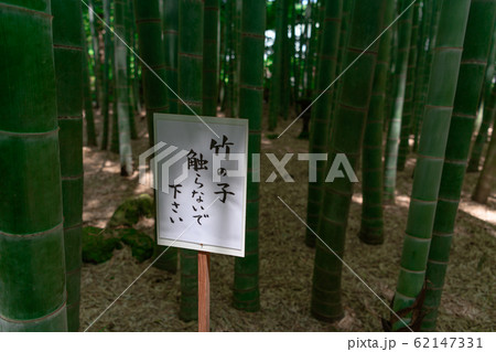 竹林　竹　看板 62147331