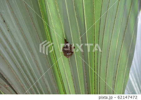 Wasp nest hanging on green palm leaf Wasp nest hanging on green palm leaf 62147472