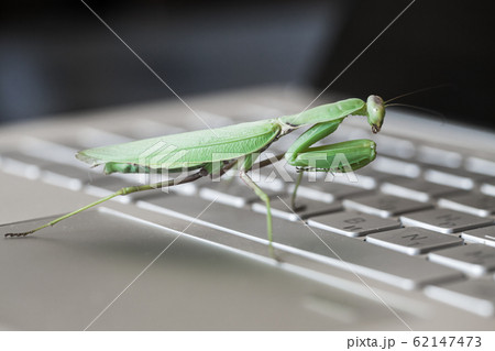 Software bug metaphor. Big green mantis is on a PC Software bug metaphor. Big green mantis is on a PC 62147473