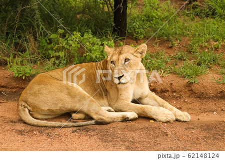 grown lion relaxing but still being awake and watching the surrounding grown lion relaxing but still being awake and watching the surrounding 62148124