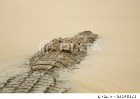 dangerous crocodile in river floating towards the next prey 62148323