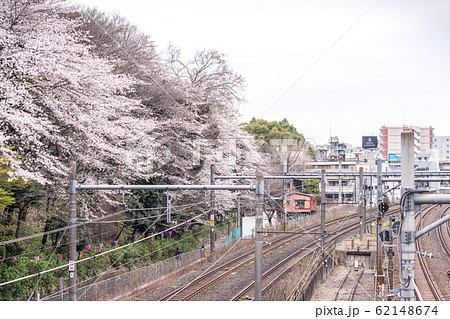 Sakura cherry blossom full bloom at Asukayama park, 飛島山, 櫻花 賞櫻, 春天 62148674